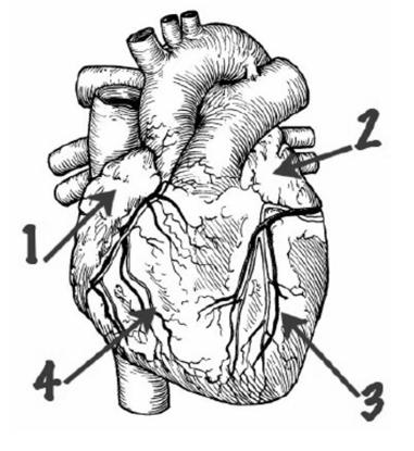 TEACHER SAMPLE: Name the 5 structures indicated on the heart provided A. B. C. D. E.