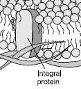 Parts of the Cell Membrane - Proteins 2 Types of membrane proteins Integral Membrane Protein Span the entire width of