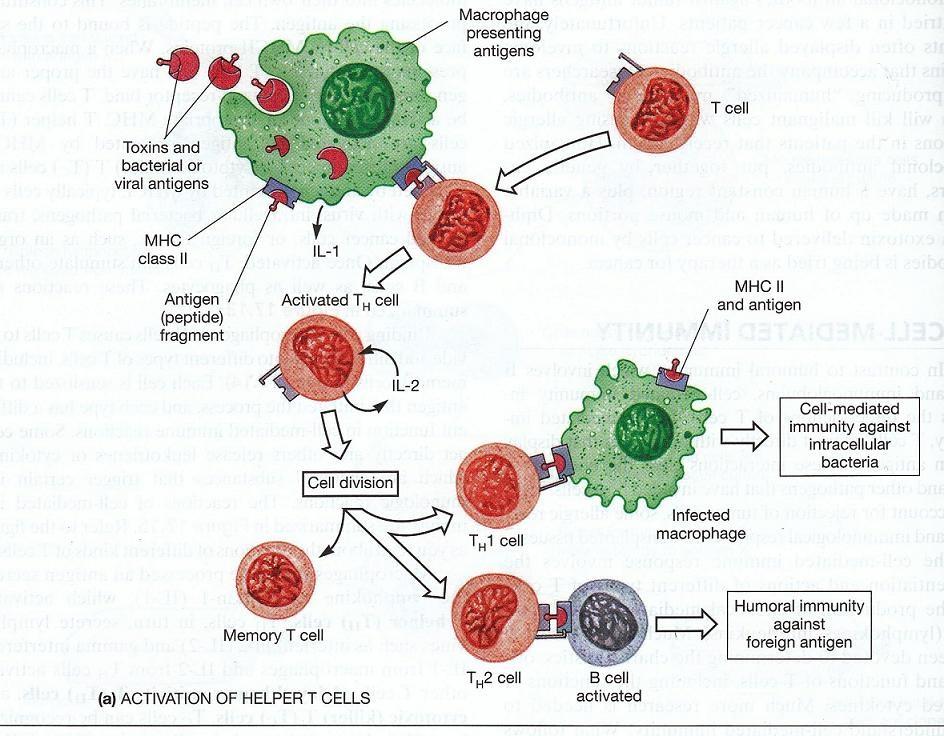 Cell Mediated Immunity How it works? T cells can not be activated directly by Ag s, the Ag should be presented on the surface of cells along with major histocompatibility complex MHC protein.