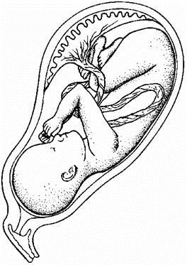 Q2. The drawing shows a baby inside its mother s uterus.