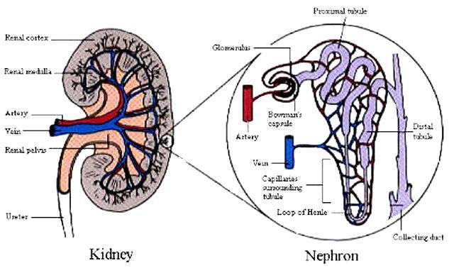 1) Kidney The kidneys are a specialized organ, made up of cells working together, which filters the nitrogen wastes and extra water out of the blood.