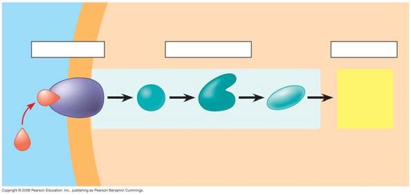 5. A signal transduction pathway has three stages. Use Figure 11.6 to label the missing parts of the preview figure below, and then explain each step.