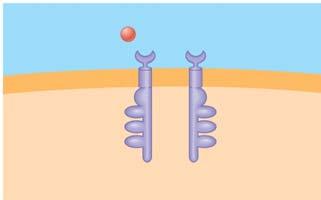 14. How does tyrosine kinase function in the membrane receptor? 15.