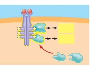 19. Use step 4 to explain how the activated receptor can stimulate multiple cellular response pathways.