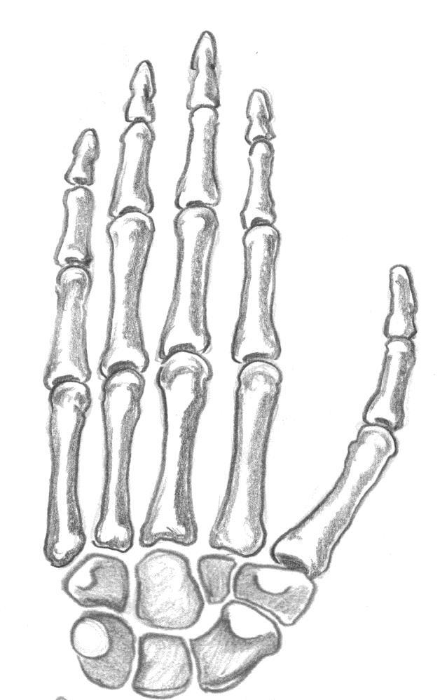 The carpus and hand: palmar surface Flexor digitorum superficialis (Median nerve index and middle finger) (Ulnar nerve ring and pinky fingers) Inserts into the distal phalanges Adductor pollices