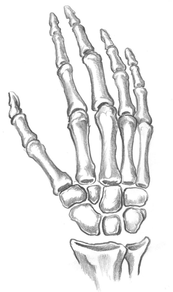 The carpus and hand: dorsal surface Extensor indices Extensor digitorum Extensor digit minimi Extensor carpi radialis longus (radial nerve) Extensor pollicis