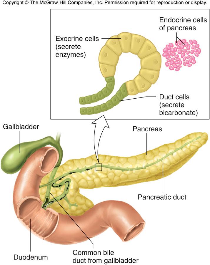Pancreatic acini