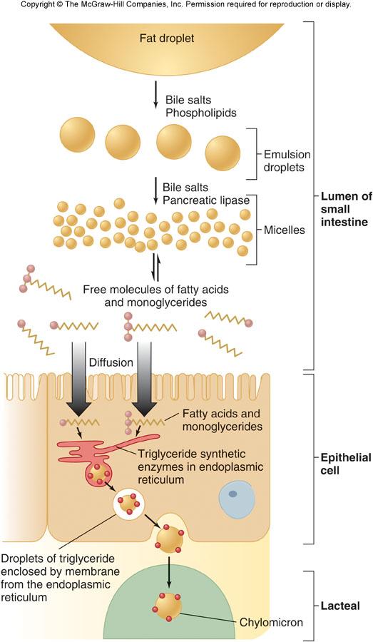 Absorption of Fat Luminal Absorption Monoglycerides and fatty acids enter enterocytes by diffusion Basolateral absorption