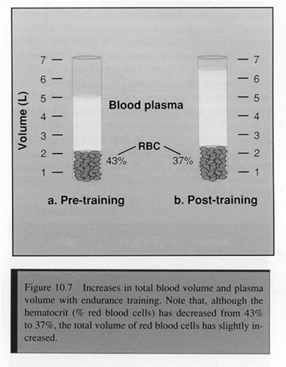 Cardiovascular Adaptations (cont d) Plasma Volume A 12 to 20% increase in PV occurs after 3 to 6 aerobic training sessions Measurable change within 24