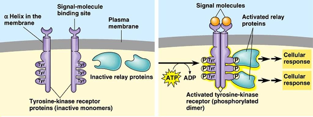Cell Communication - 10 Protein-Kinase Receptors Protein-kinase receptors are in the group of membrane proteins that have enzymatic activity. Tyrosine kinase receptors are common in animal cells.