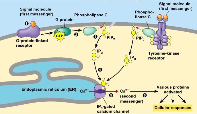 Cell Communication - 13 Ca ++ In animal cells, calcium ions are usually in a much higher concentration in the extracellular environment than within the cytosol.