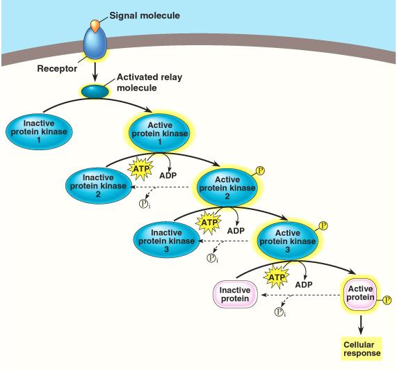 Cell Communication - 14 Relay Proteins Many signal transduction pathways use a sequence or relay to transmit the signal message within the cell.