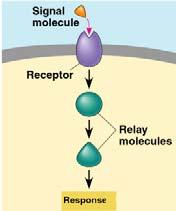 Cell Communication - 16 Cellular Responses to Chemical Communication Signal Specificity We have seen in this discussion that chemical signaling involves 3 stages: reception, transduction and response.