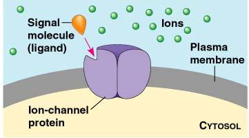 Cell Communication - 7 Cell Surface Receptors The signaling molecule has a shape that fits into a portion of its receptor protein in the plasma membrane.