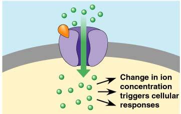 Sometimes the signal molecule promotes a conformational change in the receptor molecule that activates the receptor to interact with a specific cellular molecule or an aggregation of receptor