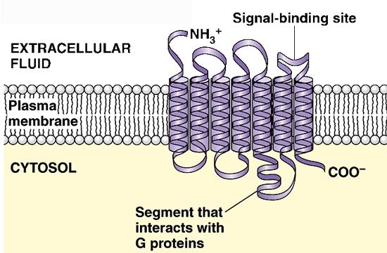 Cell Communication - 8 G-Protein Linked Receptors There are a number or receptor molecules that must work with a special group of helper proteins in membranes called G-proteins.