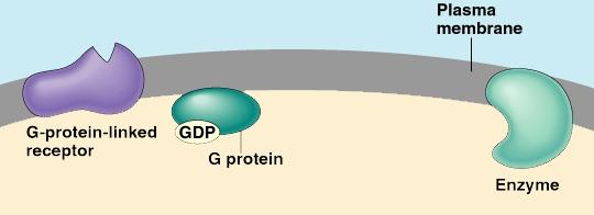 Each is comprised of 7 alpha-helices (a motif) within the membrane, with an attachment site for the G-protein on the cytoplasmic side and for the signal molecule on the extracellular side