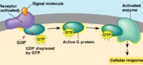 The active form of a G-protein has guanine triphosphate (GTP). GTP is formed when ATP is used to phosphorylate GDP.