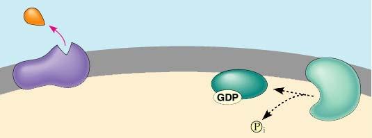 Cell Communication - 9 This activation is short-term. The GTP is rapidly hydrolyzed back to GDP in the cell by the enzymatic activity of the G-protein.