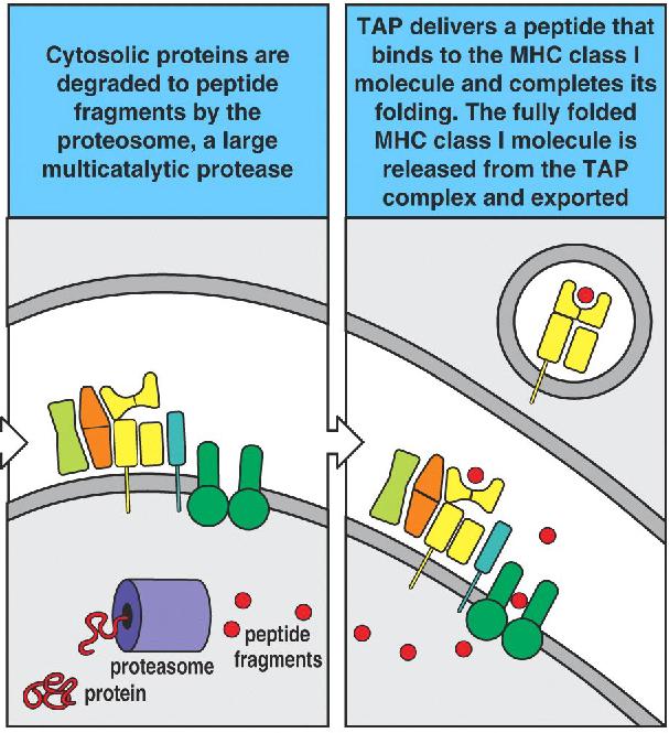 pathways are usually quite separate Loading class I MHC molecules with cytosolic peptides MHC class