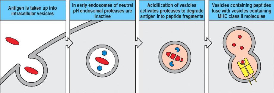 Class II loading is centered in the vesicular system Acidic endosomal proteases digest ingested proteins into peptides that will load MHC class II molecules This process does not require the precise