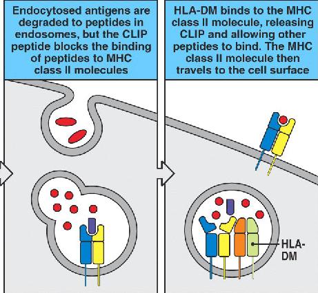 pockets HLA-DM, an ancient but non-classical class II molecule catalyzes the release of CLIP and the binding of high affinity peptides