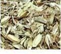 or spikelets, chaff, dust, loose hulls, fragments of stem or rachis,