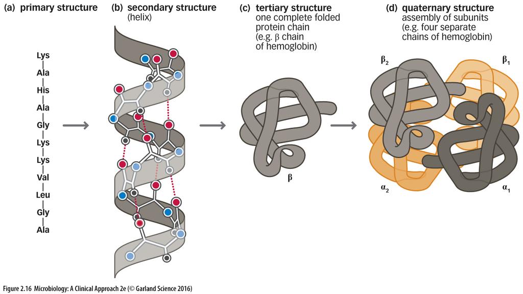 PROTEINS: Structure PROTEINS: Structure Proteins can be denatured.