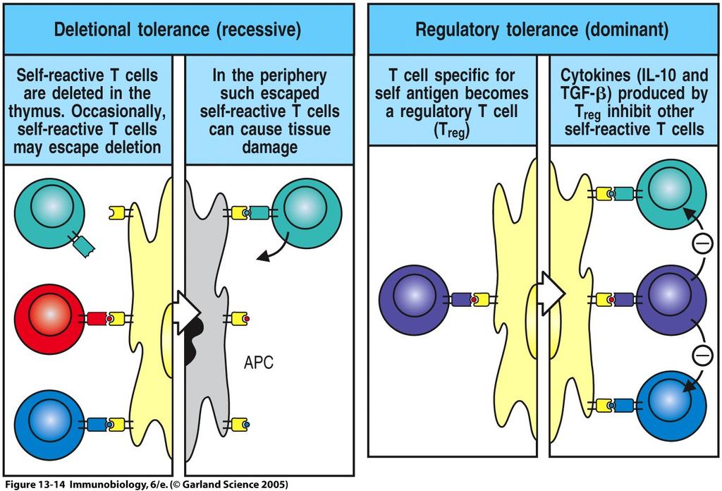 T cells are normally tolerized Defects in