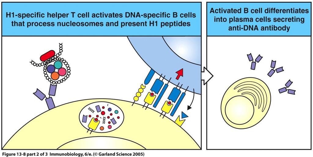 Autoreactive T cells can