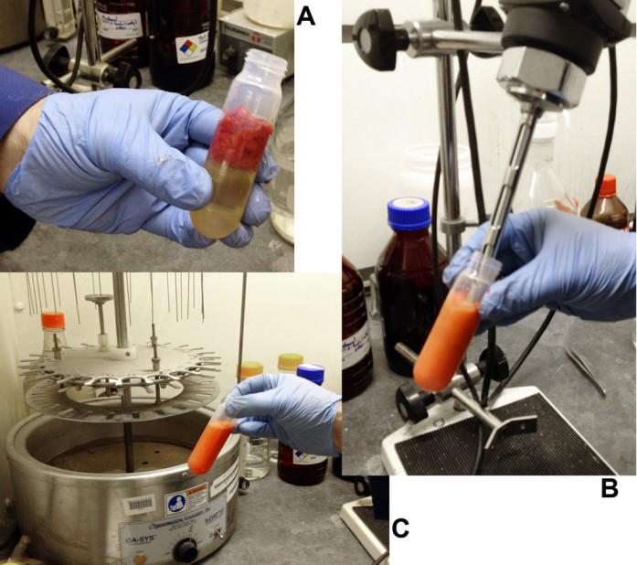 2. Place samples in a 50 ml plastic tube, add ~25 ml CHCl 3 and use the polytron to thoroughly homogenize the sample, ~20 to 30 sec. See Figure 2. Figure 2. Homogenization of fresh Capsicum pericarp.