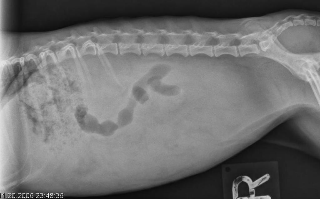 radiographic technique Young animal Peritoneal
