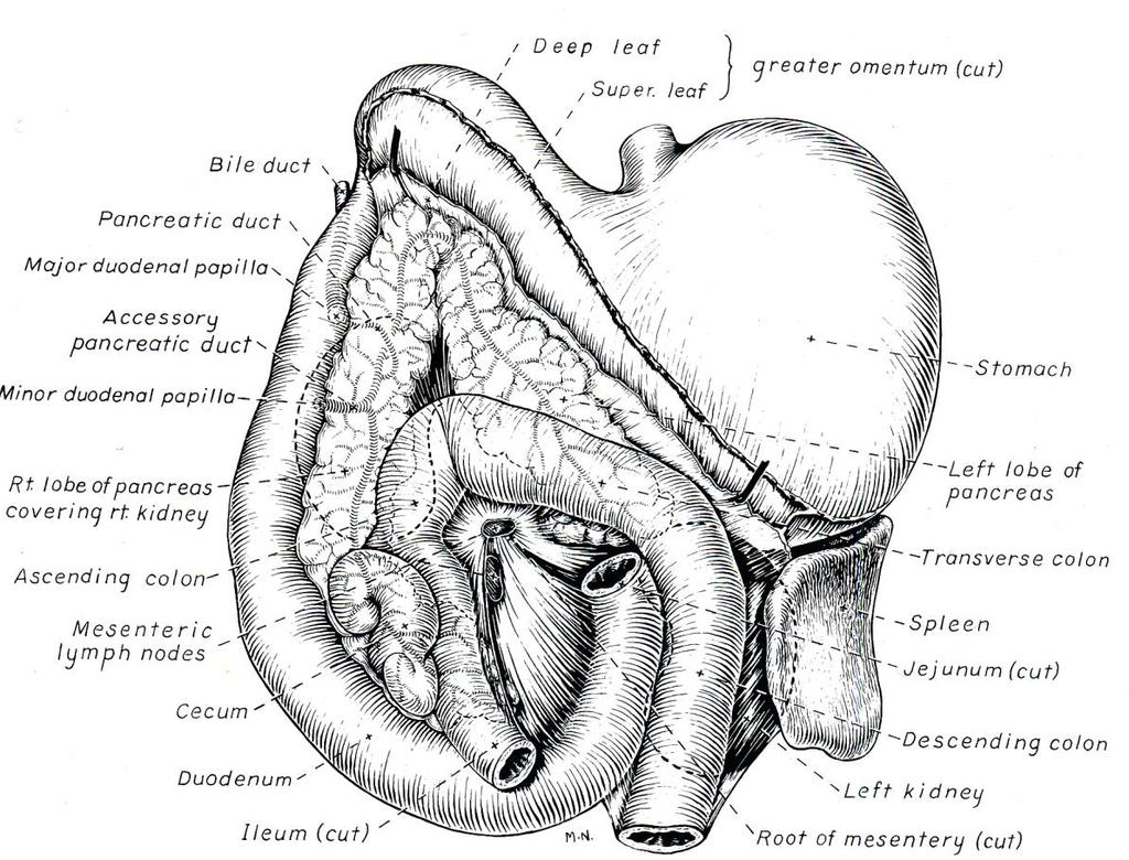 PANCREATIC ENLARGEMENT Caudal deviation of colon Lateral and/or ventral deviation of duodenum Silhouetting of greater curvature of stomach Evans.