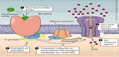 Cell Surface Receptors There are three types of cell surface receptors: 1.