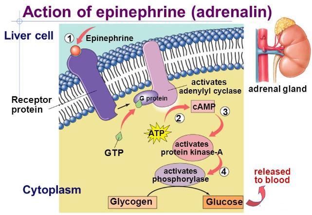 2. Trans membrane receptors. Transmembrane proteins include G proteinlinked receptors When the hormone bind to the receptor.the receptor change its shape and activate G protein.