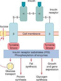 3. Receptors that are kinases or bind kinases. Tyrosine Kinase Second Messenger Systems (insulin) The hormone binds to domains exposed on the cell's surface.