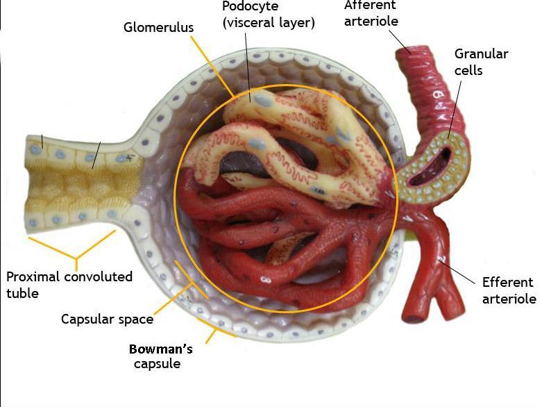 The Renal Corpuscle The point at which the nephron starts.