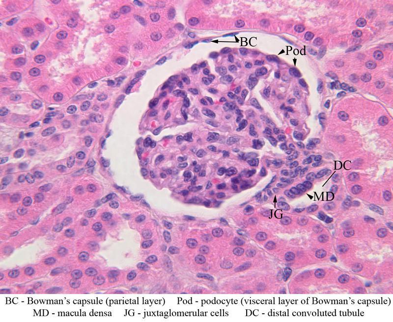 Bowman s Capsule The part of renal corpuscle than envelopes the glomerulus.