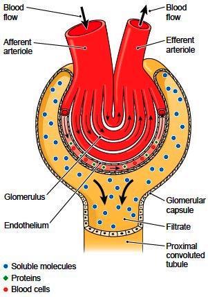 Filtration Mechanism Movement of fluid from vascular glomerulus across the filtration barrier into the urinary space.