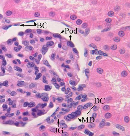 Macula Densa Formed by DCT when it approaches the glomerulus.