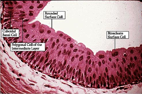 Transitional Epithelium It has the ability to: 1. Stretch and yet maintain a strong barrier that prevents diffusion of urine components. 2. Change the number of layers. 3.