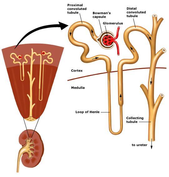 The Nephron It s the structure responsible for urine formation.