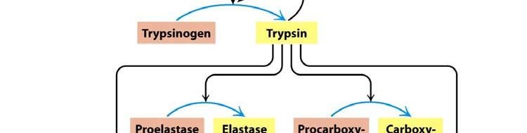 Zymogenic Activation Cascade The Importance of Control of Zymogen Activation Trypsin initiates activation of all the pancreatic zymogens.