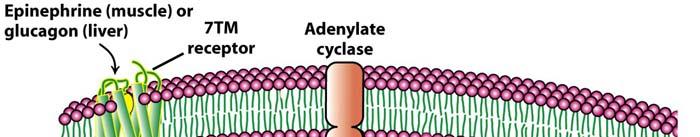 Adenylate Cascade and Protein Kinase 4. Interaction with regulatory proteins (Chapter 14, pp.