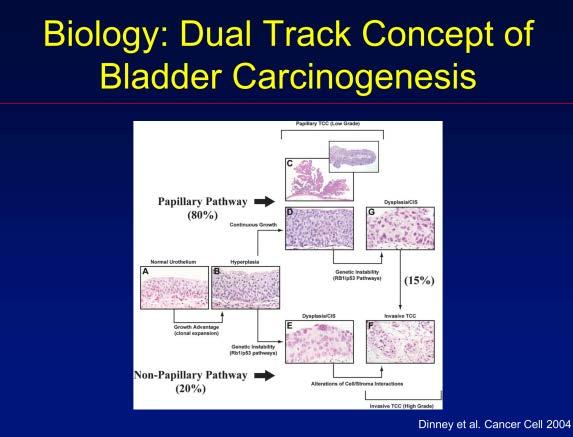 These concepts really aren't new. It was first presented in the early 2000's. We presented the concept of the dual track concept of how bladder cancers form.