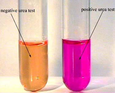 the ph indicator. After inoculation, the media should be incubated at 35 C for 48 hours. The resulting alkaline ph from hydrolysis of urea is indicated by a bright pink color (Figure 6).