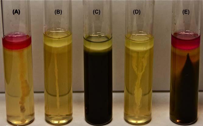 Figure 5 Sulfur-indole-motility test (SIM media) results for: (A) Escherichia coli: Motile***, hydrogen sulfide (-), indole (+)* (B) Staphylococcus aureus: Non-motile, hydrogen sulfide (-), indole