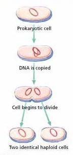 Types of Division Prokaryotic cells Binary fission =