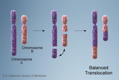 Translocation = when a piece of DNA breaks