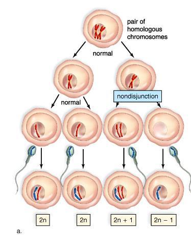 Nondisjunction = when a chromosome fails to separate in